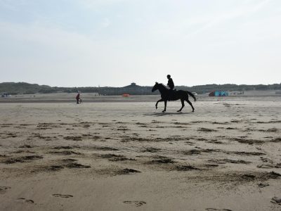 Jigsaw puzzle Galloping Horse on the Beach, preview