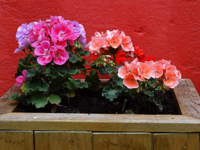 Jigsaw puzzle Jigsaw puzzle Geraniums Flowers