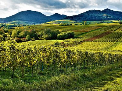 Jigsaw puzzle Jigsaw puzzle Germany Vineyard Viticuture
