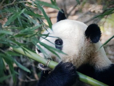 Jigsaw puzzle Jigsaw puzzle Giant Panda Eating a Green Bamboo Stem
