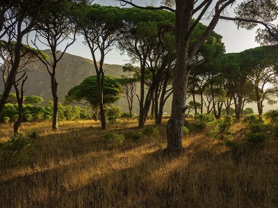 Jigsaw puzzle Greece Landscape Forest