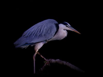 Jigsaw puzzle Jigsaw puzzle Grey Heron Recognizable by Its Grey Feathers