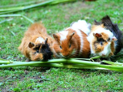 Jigsaw puzzle Guinea Pig