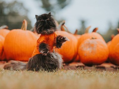 Jigsaw puzzle Halloween Black Cat Orange Costume, preview