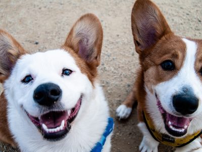 Jigsaw puzzle Happy Dogs, preview
