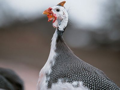 Jigsaw puzzle Jigsaw puzzle Helmeted Guinea Fowl