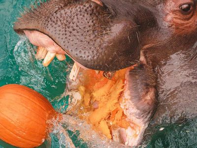 Jigsaw puzzle Jigsaw puzzle Hippos Who Like Water to Cool Off