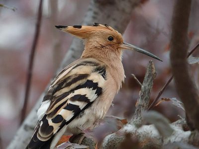 Jigsaw puzzle Jigsaw puzzle Hoopoe Bird