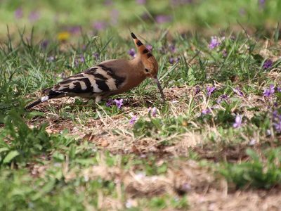 Jigsaw puzzle Jigsaw puzzle Hoopoe Nature Bird