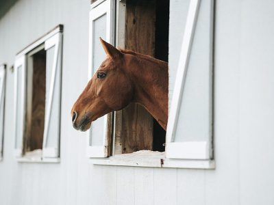Jigsaw puzzle Jigsaw puzzle Horse Inside the Barn