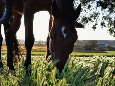 Jigsaw puzzle Horses at Sunset, preview
