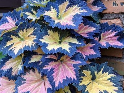 Jigsaw puzzle Jigsaw puzzle House Plant