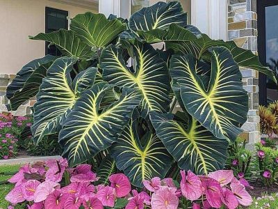Spot the difference: Huge Alocasia Plant with Leaves Lines