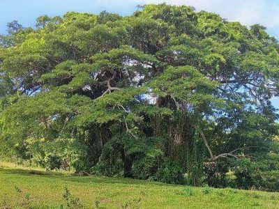 Jigsaw puzzle Huge Big Tree and Landscape