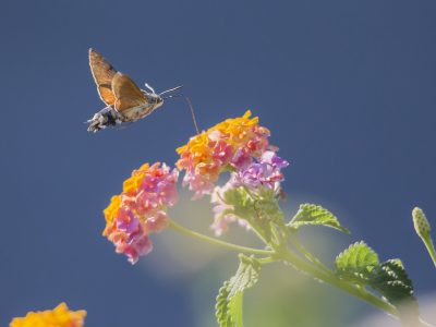 Birds jigsaw puzzle: Hummingbird at a Flower