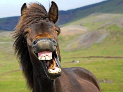 Jigsaw puzzle Jigsaw puzzle Icelandic Horse Give Big Smile