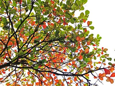 Fall jigsaw puzzle: Indian Almond Tree Autumn