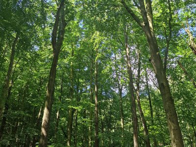 Jigsaw puzzle Jigsaw puzzle It Is a Beech Forest Features