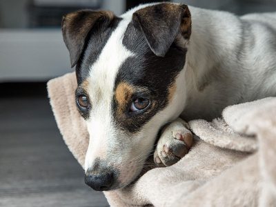 Jigsaw puzzle Jigsaw puzzle Jack Russel Pet Dog