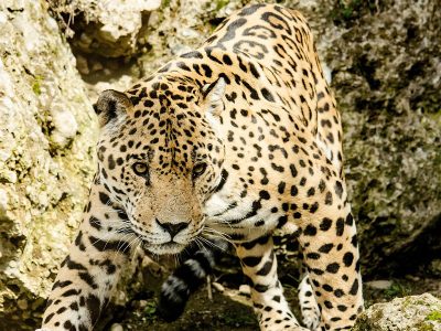 Jigsaw puzzle Jigsaw puzzle Jaguar Animal Closeup