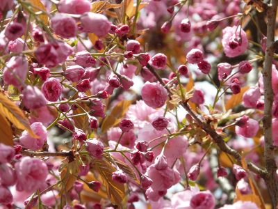 Jigsaw puzzle Jigsaw puzzle Japanese Cherry Buds