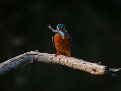 Jigsaw puzzle Kingfisher Fishing, preview