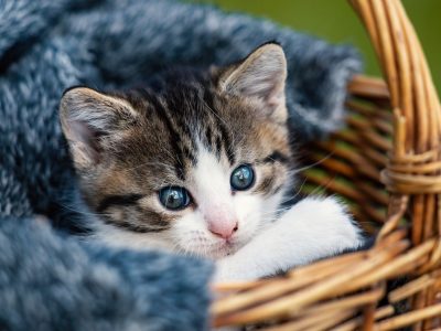 Cats jigsaw puzzle: Kitten Cat