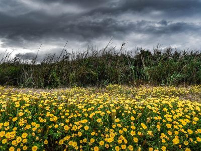 Jigsaw puzzle Landscape Stormy Spring Nature
