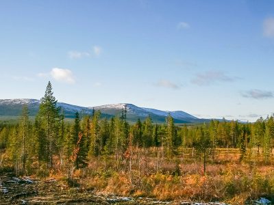 Jigsaw puzzle Lapland Swamp Forest Landscape, preview