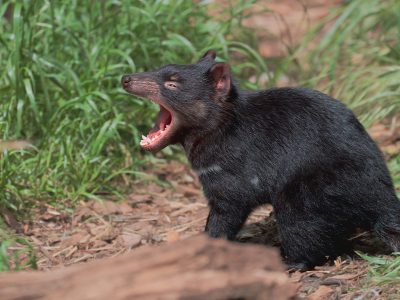 Jigsaw puzzle Jigsaw puzzle Largest Living Carnivorous in the World Tasmanian Devil