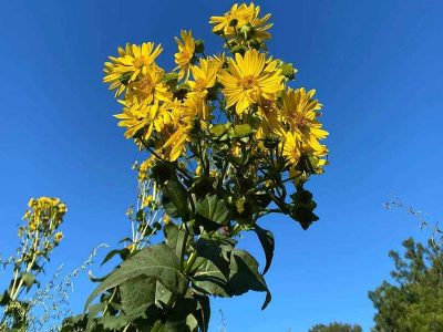 Jigsaw puzzle Jigsaw puzzle Laserwort Flowers
