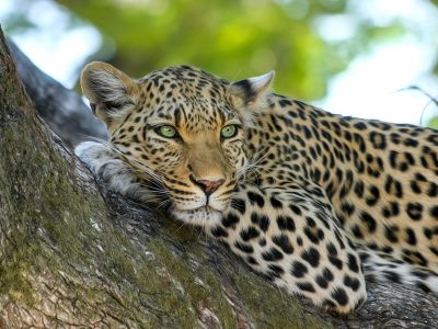 Jigsaw puzzle Jigsaw puzzle Leopard Animal Safari