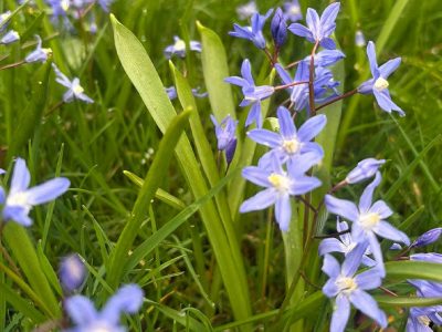 Jigsaw puzzle Jigsaw puzzle Little Blue Flowers Is Snow Glory
