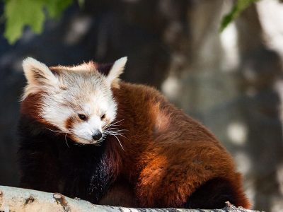 Jigsaw puzzle Jigsaw puzzle Little Red Panda Can Be Found Also China