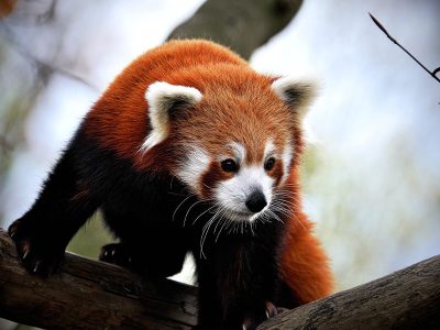 Jigsaw puzzle Jigsaw puzzle Little Red Panda Size Almost Large Cat