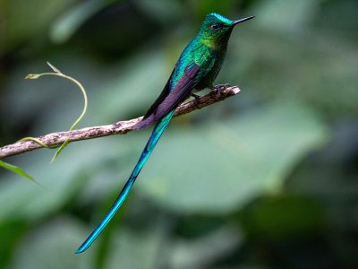 Jigsaw puzzle Jigsaw puzzle Long Tailed Sylph Bird