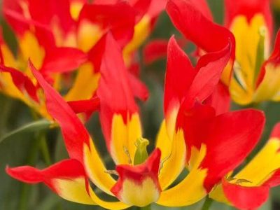 Jigsaw puzzle Jigsaw puzzle Look Like Tulipa Flames Mystery