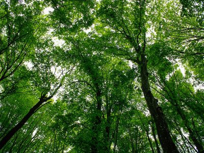Jigsaw puzzle Jigsaw puzzle Low Angle View of a Dense Forest