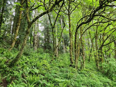 Jigsaw puzzle Jigsaw puzzle Lush Densely Wooded Forest