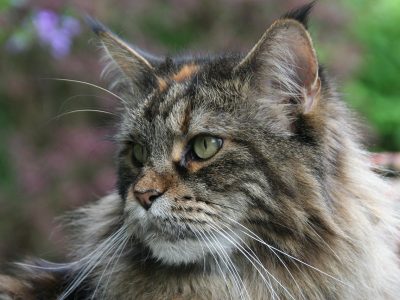 Jigsaw puzzle Maine Coon Portrait, preview