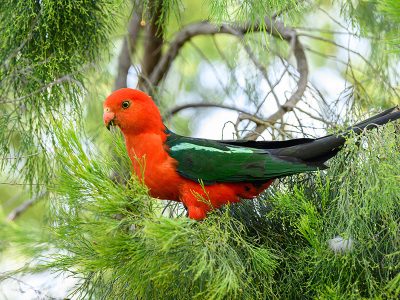 Jigsaw puzzle Jigsaw puzzle Male Australian King Parrot