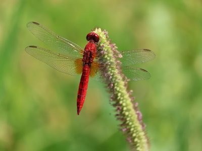 Jigsaw puzzle Jigsaw puzzle Male Scarlet Dragonfly