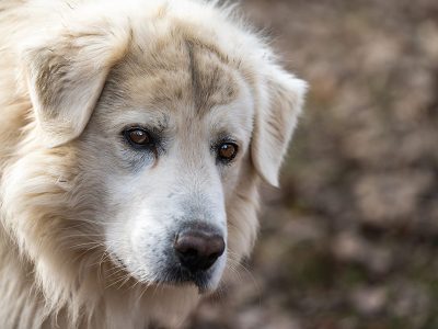 Jigsaw puzzle Jigsaw puzzle Maremma Sheep Dog