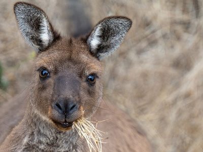 Jigsaw puzzle Jigsaw puzzle Marsupial Kangaroo Island