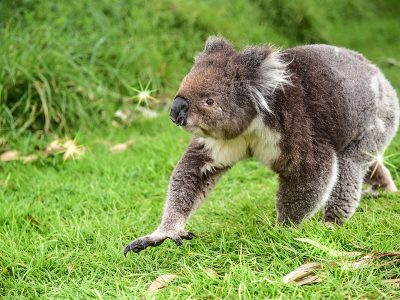 Jigsaw puzzle Jigsaw puzzle Marsupial Koala Found in Eastern Autralia