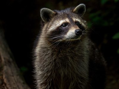 Jigsaw puzzle Jigsaw puzzle Medium Sized Mammal from North America