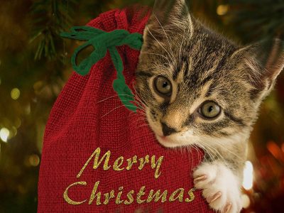 Jigsaw puzzle Jigsaw puzzle Merry Christmas Red Bag Kitten
