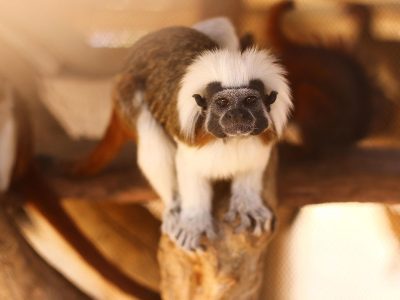 Jigsaw puzzle Jigsaw puzzle Mico Mono Monkey