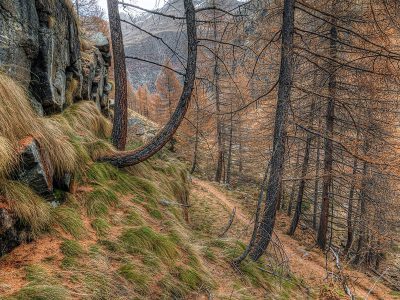 Jigsaw puzzle Jigsaw puzzle Mountain Trail Larch Forest
