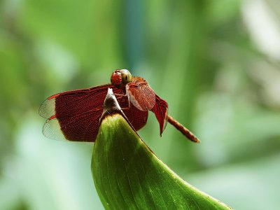 Jigsaw puzzle Jigsaw puzzle Neurothemis Fluctuans Red Grasshawk